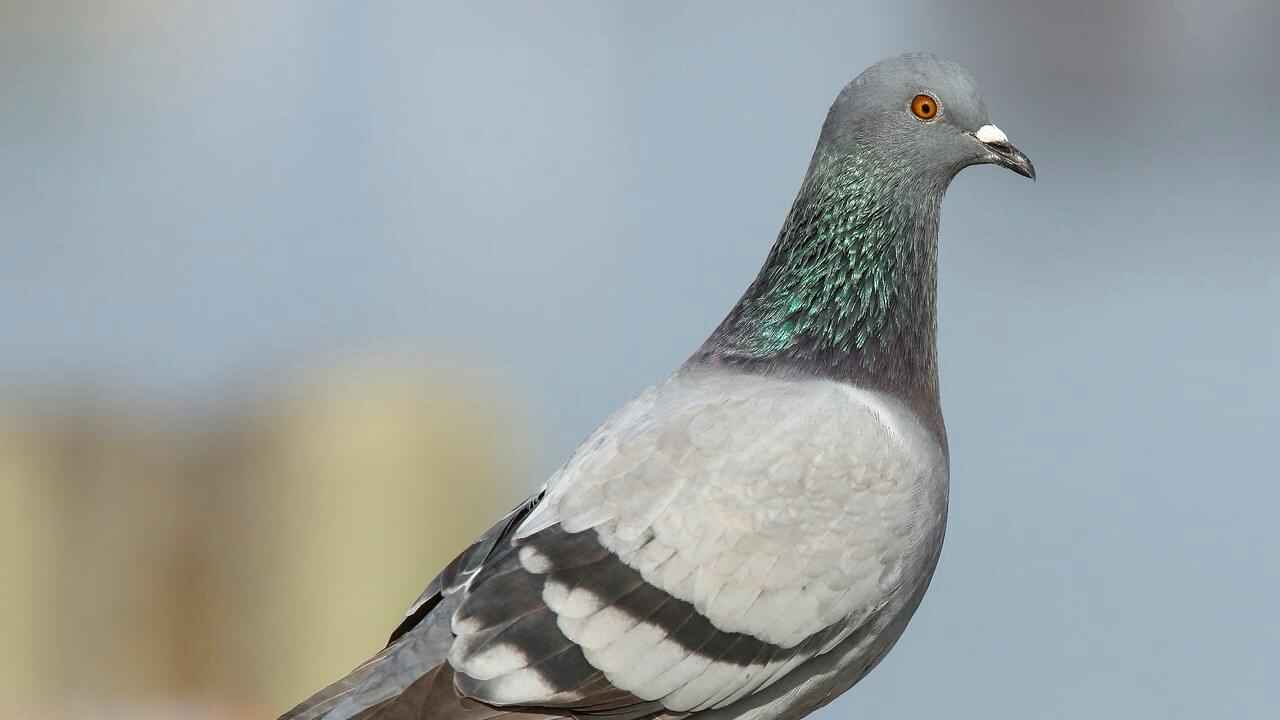 Super Speed Collection